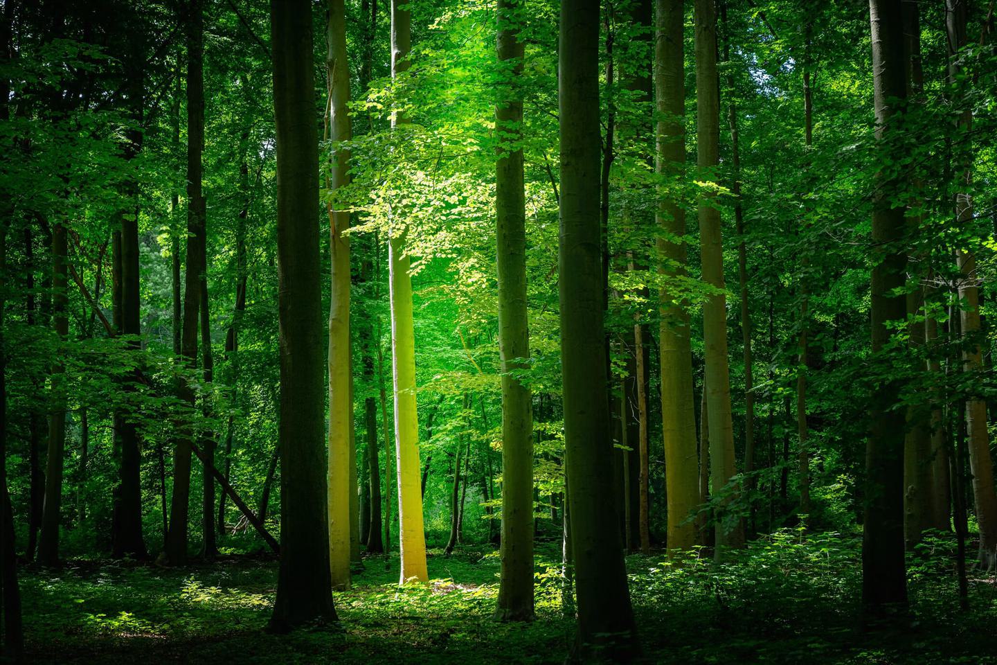 Green forest