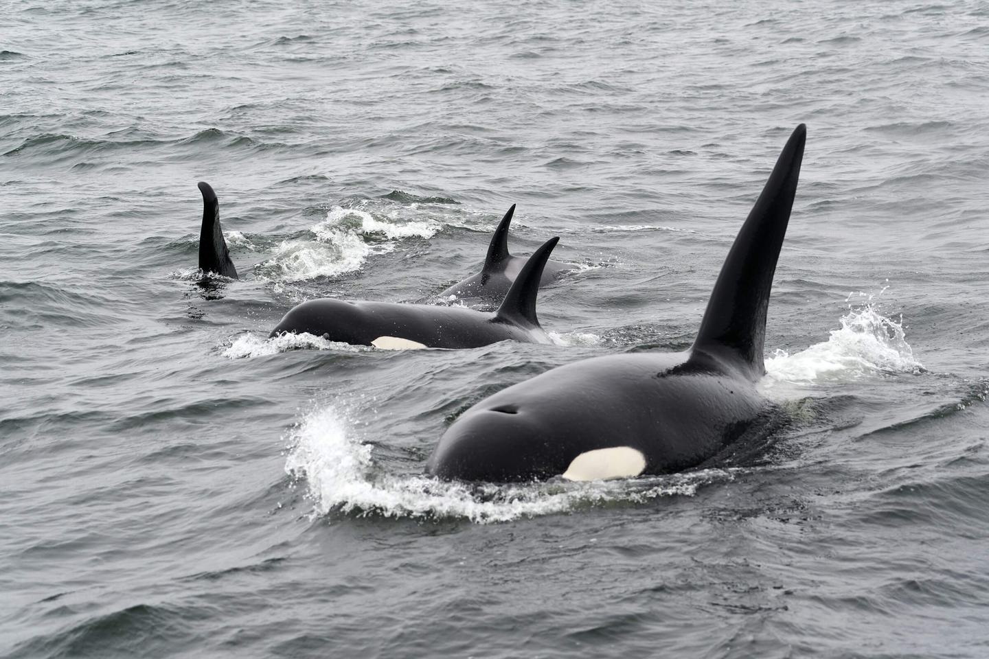 Orca pod