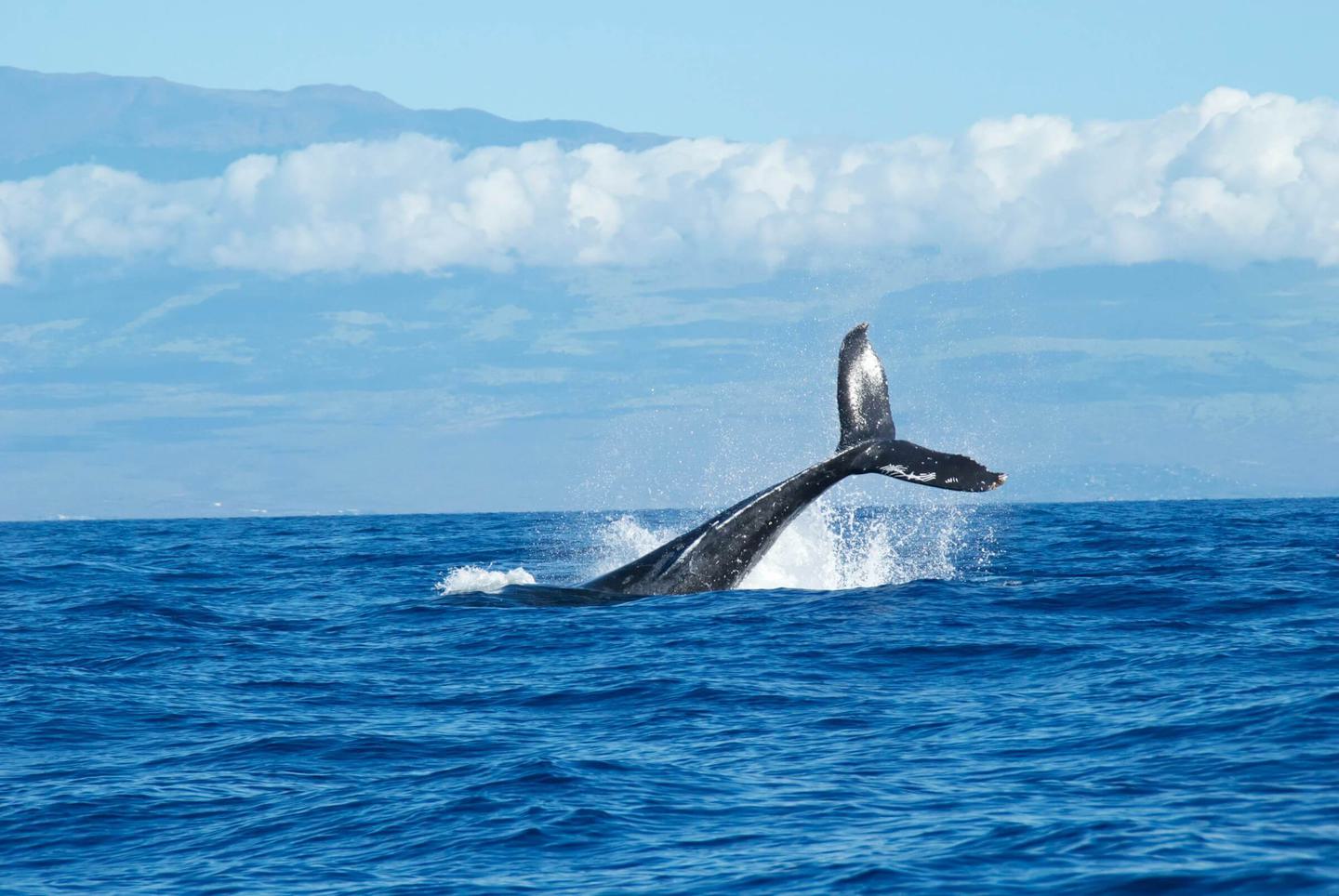 Whale tail